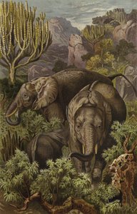 afrikansk elefant af European School