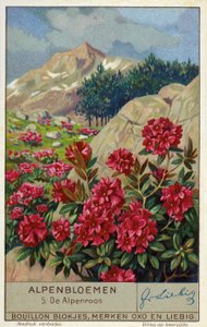 Alpenrose (Rhododendron ferrugineum) (chromolitho) af European School