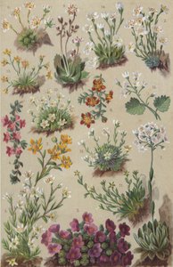 Alpeflora (chromolitho) af European School