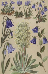 Alpine flora af European School