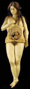 Anatomical model of an ovarian pregnancydani af European School
