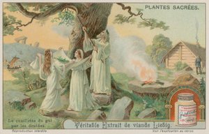 Gamle druider samler mistelten af European School