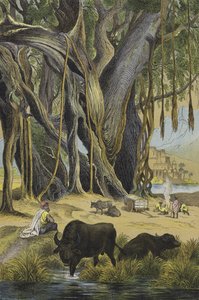 Dyr og planter i Indien (farve litho) af European School