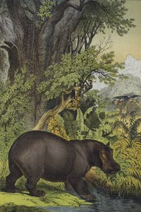 Dyr og planter i marskskov i Sudan (farve litho) af European School