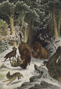 Dyr og planter i Bialowicz-skoven, Litauen (farve litho) af European School