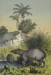 Dyr og planter på øerne i det sydlige Asien (farve litho) af European School