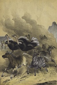 Dyr i det sydlige Afrika (farve litho) af European School