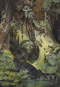 Dyr fra Amazonas jungler i Brasilien (farve litho) af European School