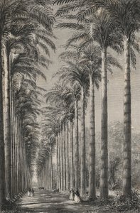 Allé med palmer i Rio-De-Janeiros botaniske have (gravering) af European School