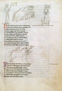Bestiary: The Horse (blæk på vellum) af European School