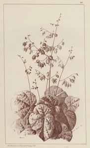 Bigonia (medlemmer) af European School