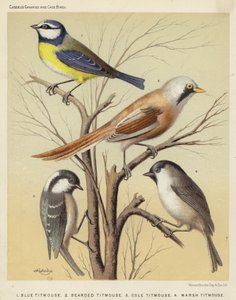 Blåmejse, skægmejse, kålmejse, mosemejse (farve litho) af European School