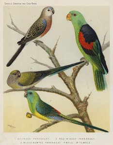 Bourkes Parrakeet, Rødvinget Parrakeet, Blodrumped Parrakeet, Han, Hun (farve litho) af European School