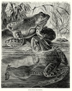 Tyrefrosker i gang med at forlyste sig (kobberstik) af European School