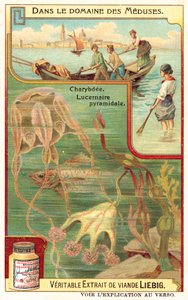 Charybdis og Pyramidal Lucernia (chromolitho) af European School