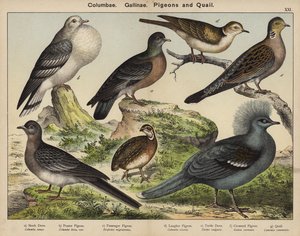 Columbae, Gallinae, duer og vagtler (farvelitografi) af European School
