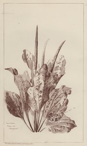 Almindelig plantain (litho) af European School