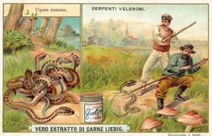 Almindelig adder (chromolitho) af European School