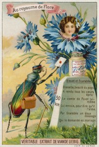 Cornflower and beetle  af European School