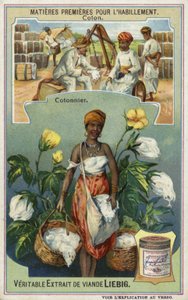 Cotton: cotton picker  af European School