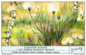 Bomuldsgræs (Eriophorum vaginatum) (chromolitho) af European School