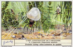Dykkerklokke-edderkop (Argyroneta aquatica) (chromolitho) af European School