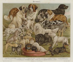 Hunde (farvelitografi) af European School