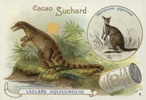 Dryptosaurus og kænguru af European School