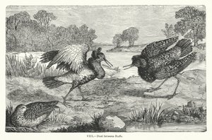 Duel mellem Ruffs (gravering) af European School