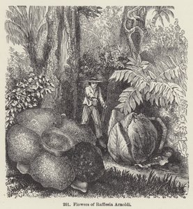 Blomster af Rafflesia Arnoldi (gravering) af European School