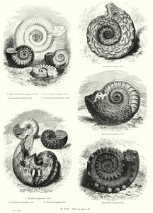 Fossiler af ammonitter og nautilus (litho) af European School