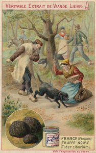 France (Perigord): black truffle (Tuber cibarium)  af European School