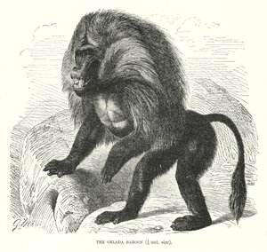Gelada-bavian (gravering) af European School