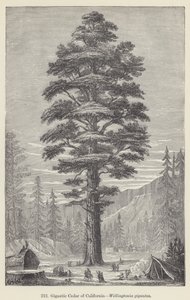Gigantic Cedar of California, Wellingtonia gigantea (gravering) af European School