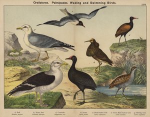 Grallatores, Palmipedes, vade- og svømmefugle (farvelitografi) af European School