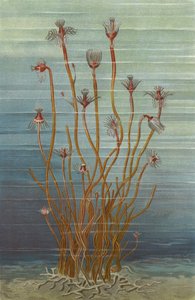 Gruppe af Tubularia Indivisa af European School