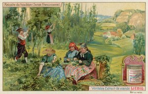 Høst humle i det franske Schweiz af European School