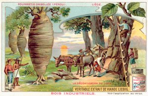 Høste bark fra træer i Peru (chromolitho) af European School