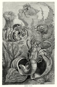 Eremitkrebs (gravering) af European School