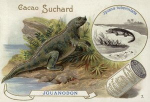 Iguanodon og Iguana Tuberculata af European School