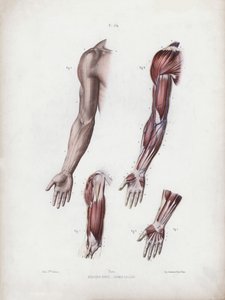 Illustration til The Anatomy of the External Forms of Man: Mandlige arme og hænder (farve litho) af European School