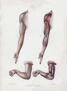 Illustration til The Anatomy of the External Forms of Man: Mandlige arme og hænder (farve litho) af European School