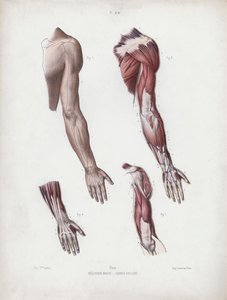 Illustration for The Anatomy of the External Forms of Man: Male arm and handsdani af European School