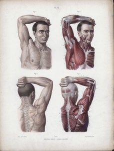 Illustration for The Anatomy of the External Forms of Man: Male, arm, head and torsodani af European School