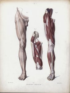 Illustration til The Anatomy of the External Forms of Man: Mandligt ben, set forfra (farve litho) af European School