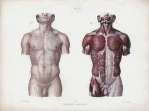 Illustration til The Anatomy of the External Forms of Man: Mandlig torso, set forfra (farve litho) af European School