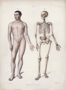 Illustration til The Anatomy of the External Forms of Man: Mand stående (farve litho) af European School
