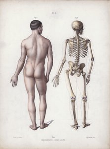 Illustration til The Anatomy of the External Forms of Man: Mand stående, set bagfra (farve litho) af European School