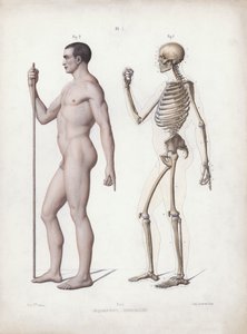Illustration til The Anatomy of the External Forms of Man: Mand stående, set fra siden (farve litho) af European School