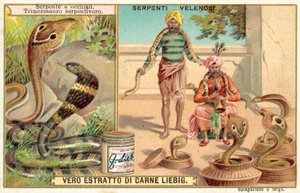 Indisk kobra og hugorm (chromolitho) af European School